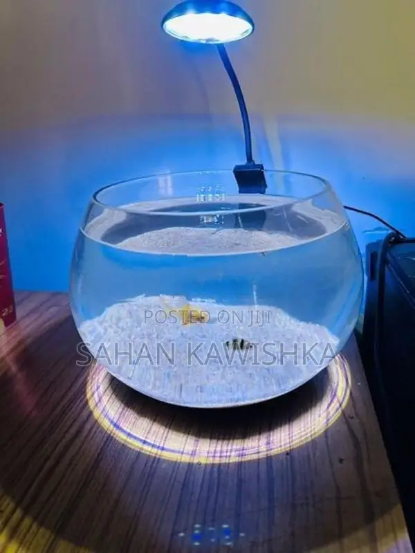Bowl Fish Tank with Led Light