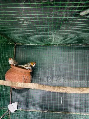 Finches Bird