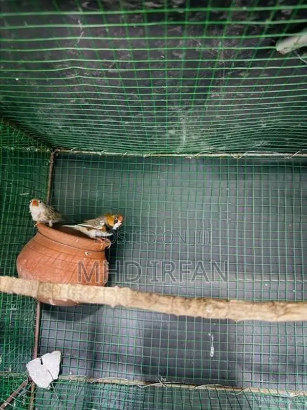 Finches Bird