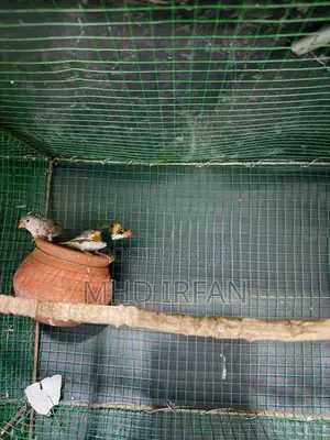 Finches Bird