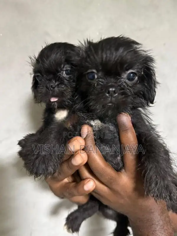 Pug Puppies