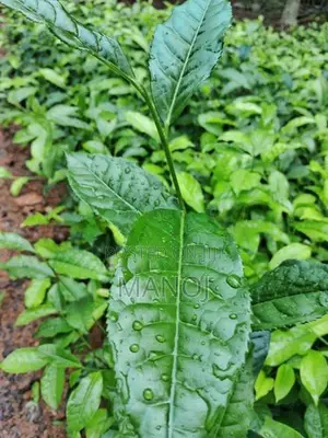 තේ පැළ