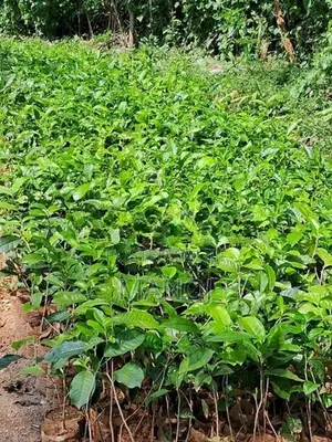 තේ පැළ