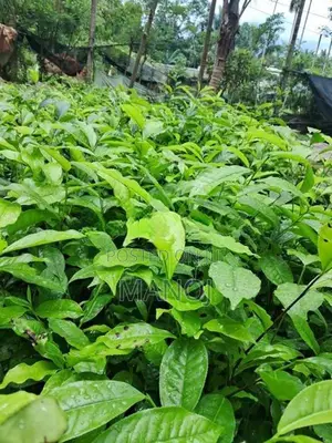 තේ පැළ