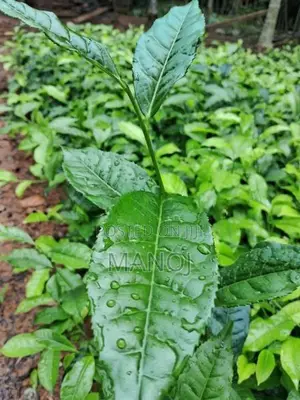 තේ පැළ