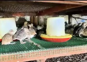 Quail Birds ( වටු කිරිල්ලියෝ)