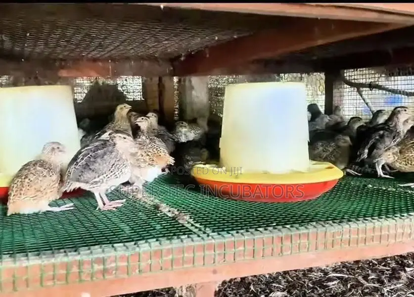 Quail Birds ( වටු කිරිල්ලියෝ)
