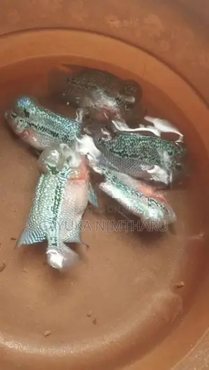 Flowerhorn Fish