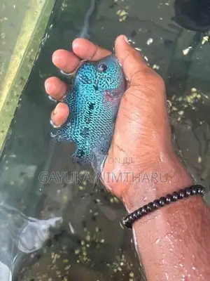Flowerhorn Fish