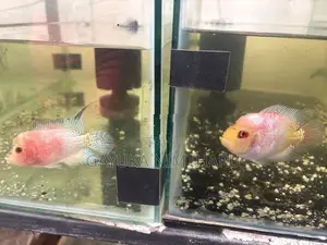 Flowerhorn Fish