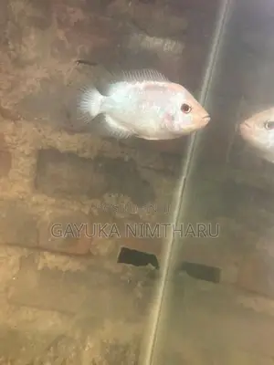 Flowerhorn Fish