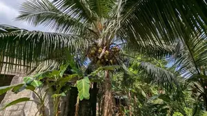 Land for Sale in Hanwella