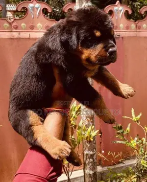 Rottweiler Puppies