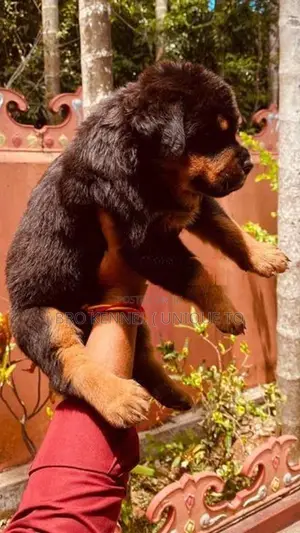 Rottweiler Puppies