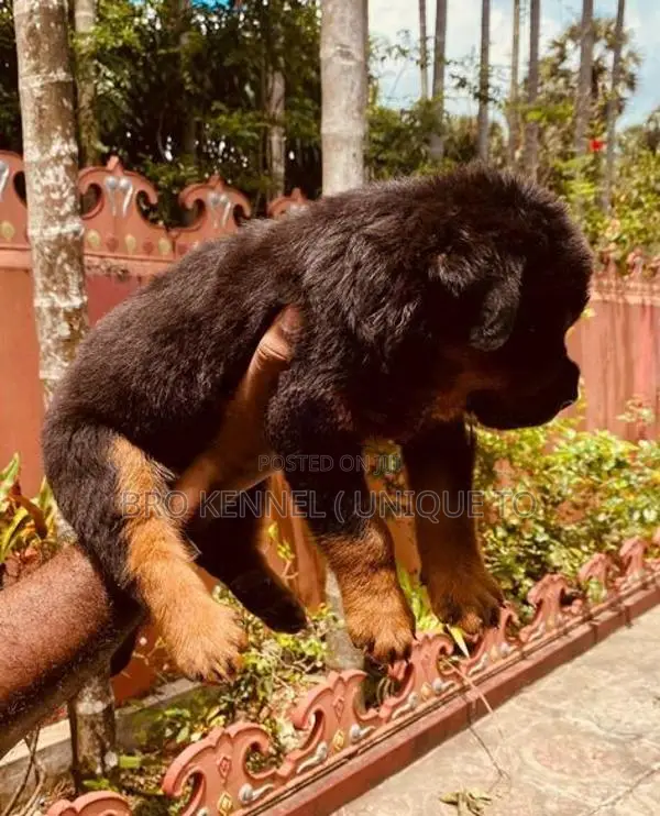 Rottweiler Puppies