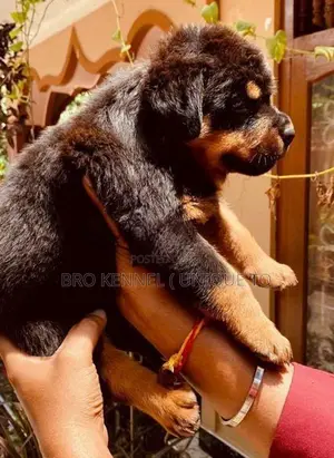 Rottweiler Puppies