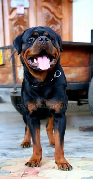 Rottweiler Puppies