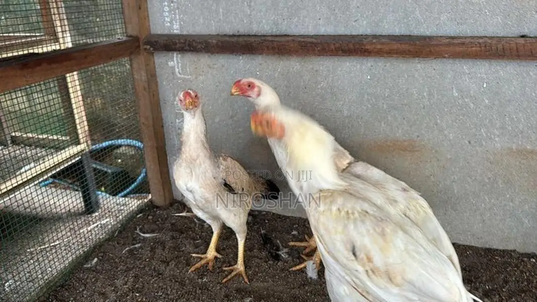 Parrot Beak Rooster