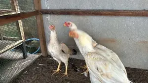 Parrot Beak Rooster