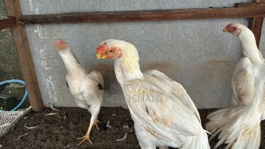 Parrot Beak Rooster
