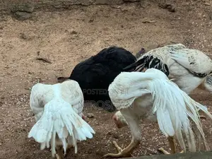 Parrot Beak Rooster
