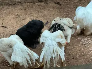 Parrot Beak Rooster