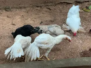 Parrot Beak Rooster