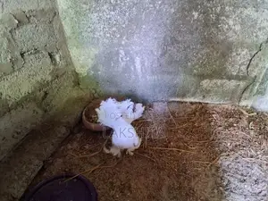 Fantail Pigeon