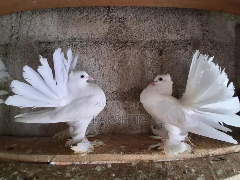 Fantail Pigeon
