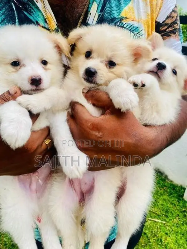 Pomeranian Puppy