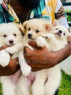 Pomeranian Puppy