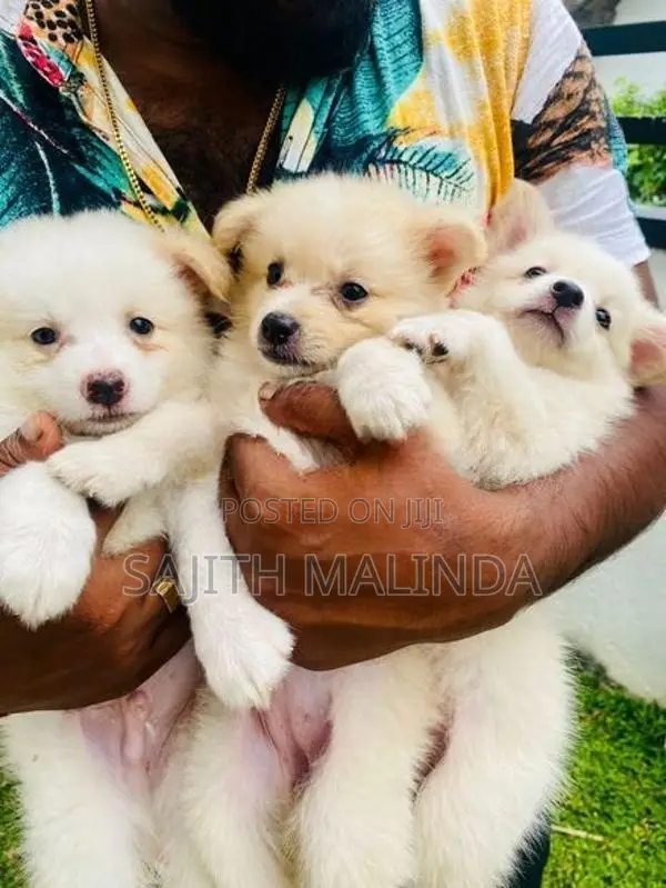 Pomeranian Puppy