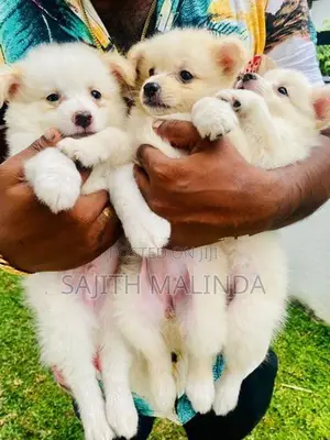 Pomeranian Puppy