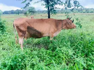 Farm Cow