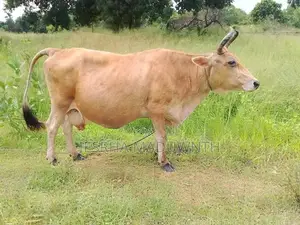 Farm Cow