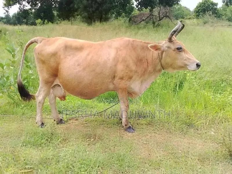 Farm Cow