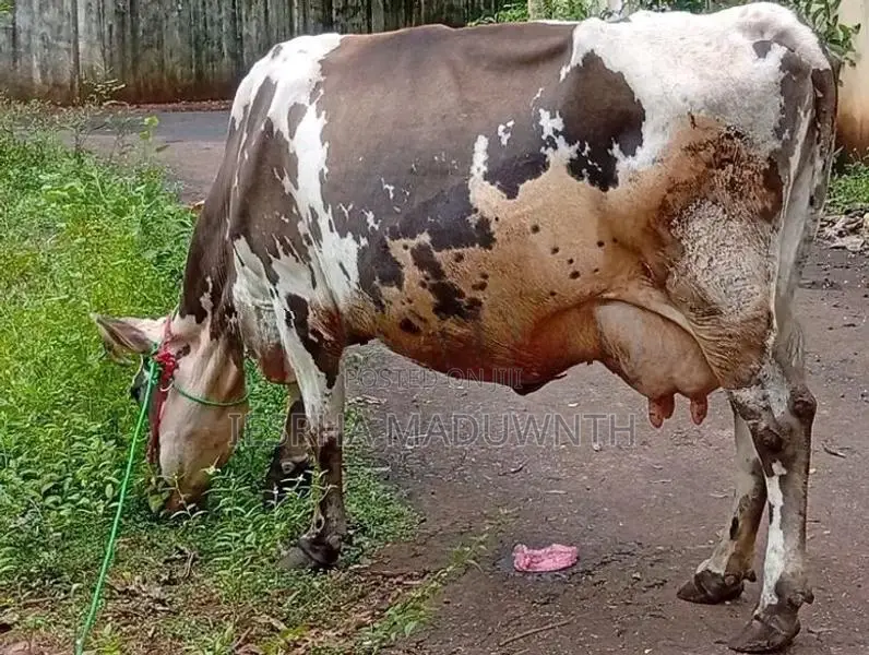 Farm Cow