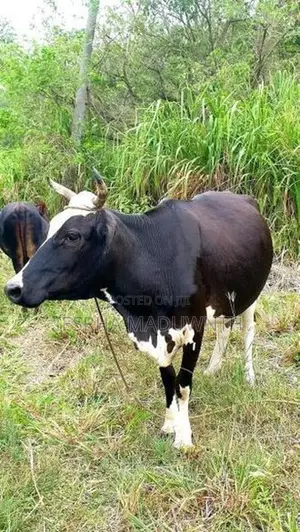 Farm Cow