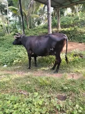 Farm Cow