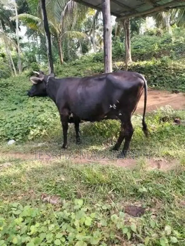 Farm Cow