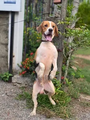 Beagle Dog