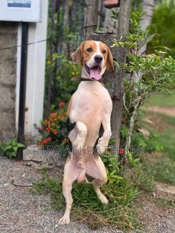 Beagle Dog