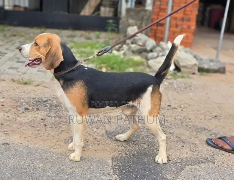Beagle Dog