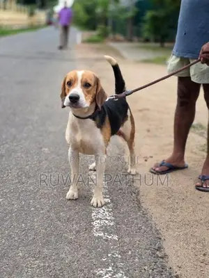 Beagle Dog