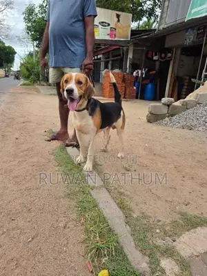 Beagle Dog