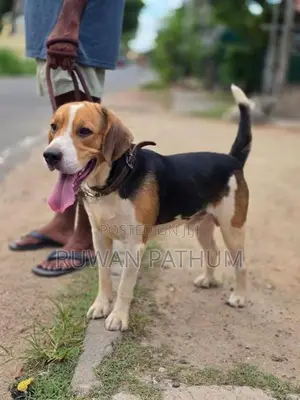 Beagle Dog