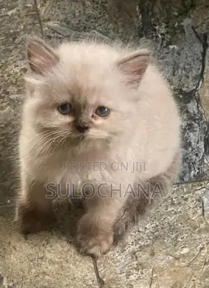 Persian Kittens