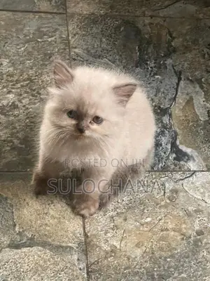 Persian Kittens