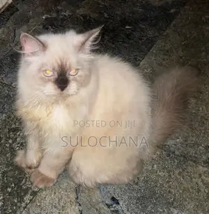 Persian Kittens
