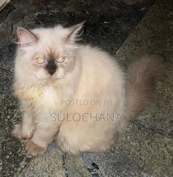 Persian Kittens
